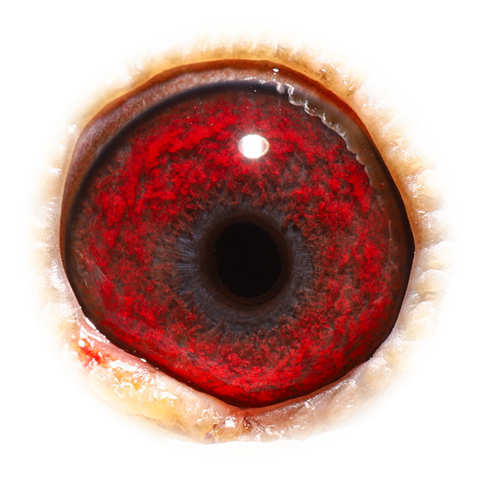 european pigeon website